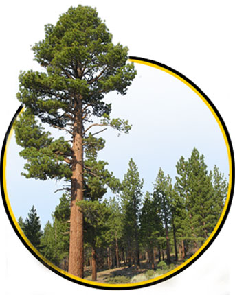 redwood-enar-lindstrom